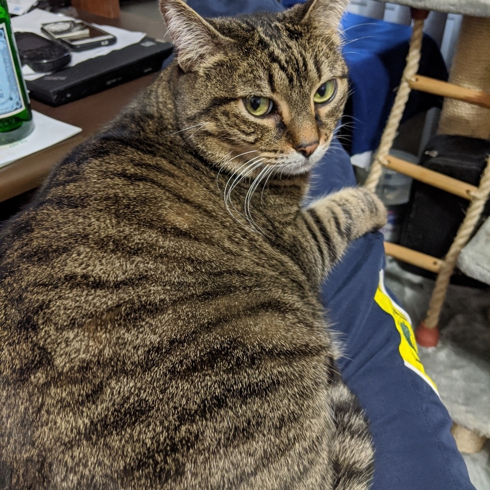 Meet your Posher, Avon